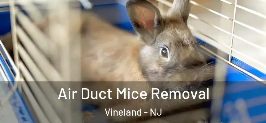 Air Duct Mice Removal Vineland - NJ